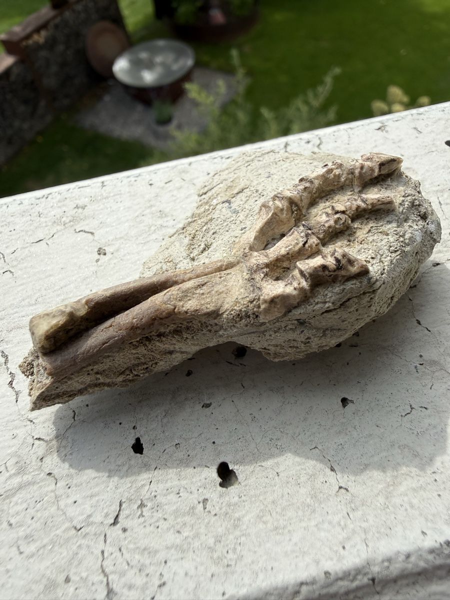 Fossili: Psittacosaurus sp. - Knochenteile – Usato da Au SG venduto da Houseofkeichousaurus 6