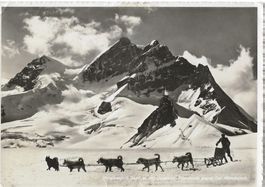 Jungfraujoch, Polarhunde, 1956