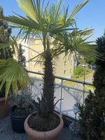 Hanfpalme Trachycarpus fortunei Topf Grösse L guter Zustand