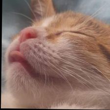 Profile image of the_zql8