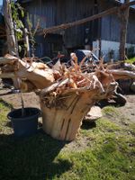 Wurzelstock, gereinigt und entrindet