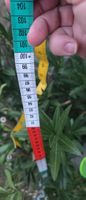 Oleander Pflanze im Topf ca. 150 cm gross
