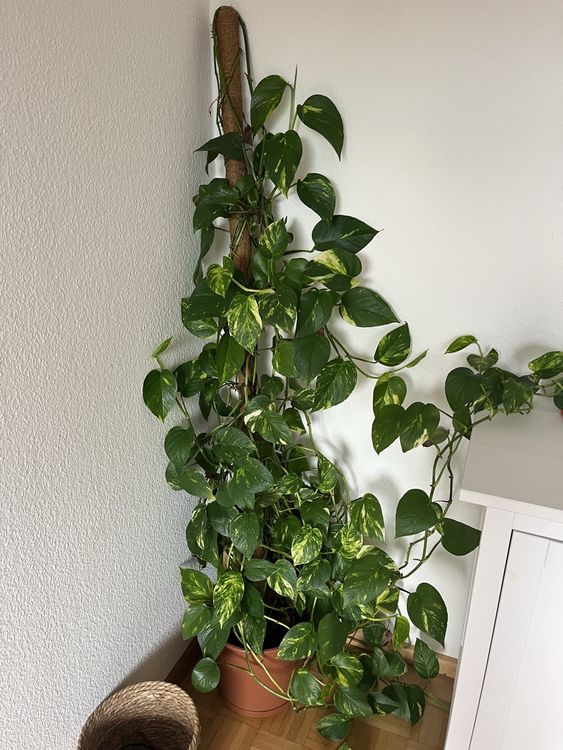drachenbaum kaufen gro Drachenbaum Dracaena Marginata Zimmerpflanze