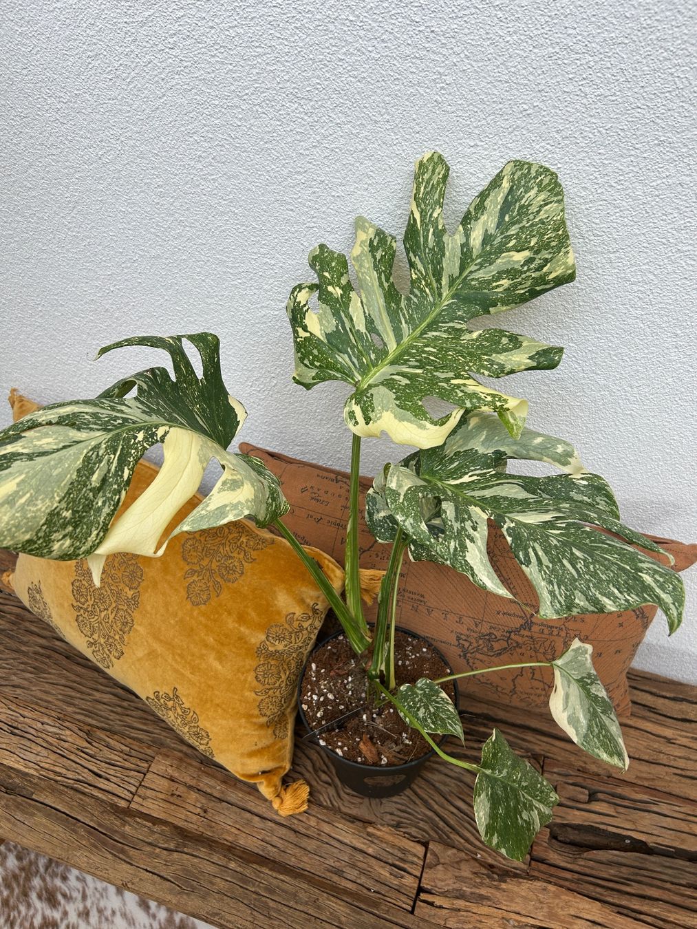Piante & sementi: Monstera Thai Constellation💚 – Usato da Wattwil venduto da Mikesplantshop