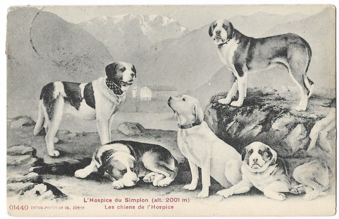 Cartoline postali: Les CHIENS de l'Hospice du SIMPLON 1907 – Usato da Engelburg venduto da Swisscards