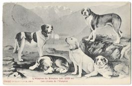 Les CHIENS de l'Hospice du SIMPLON 1907