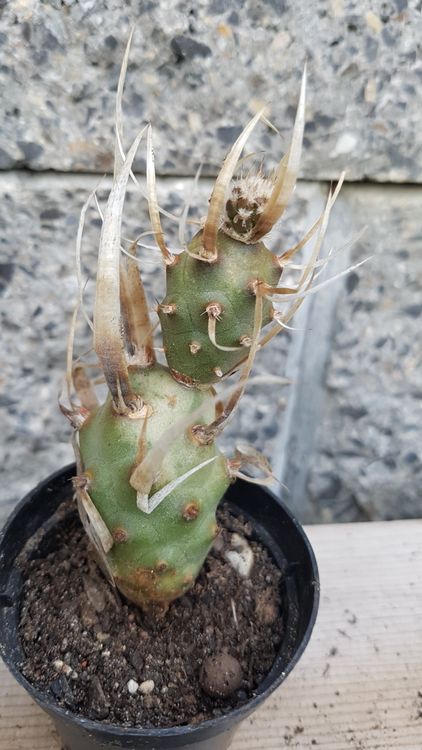 Kaktus Tephrocactus Papierstachelkaktus