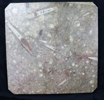 Antike Fossilien Steinplatte Orthoceras Ammonit 65x65 cm