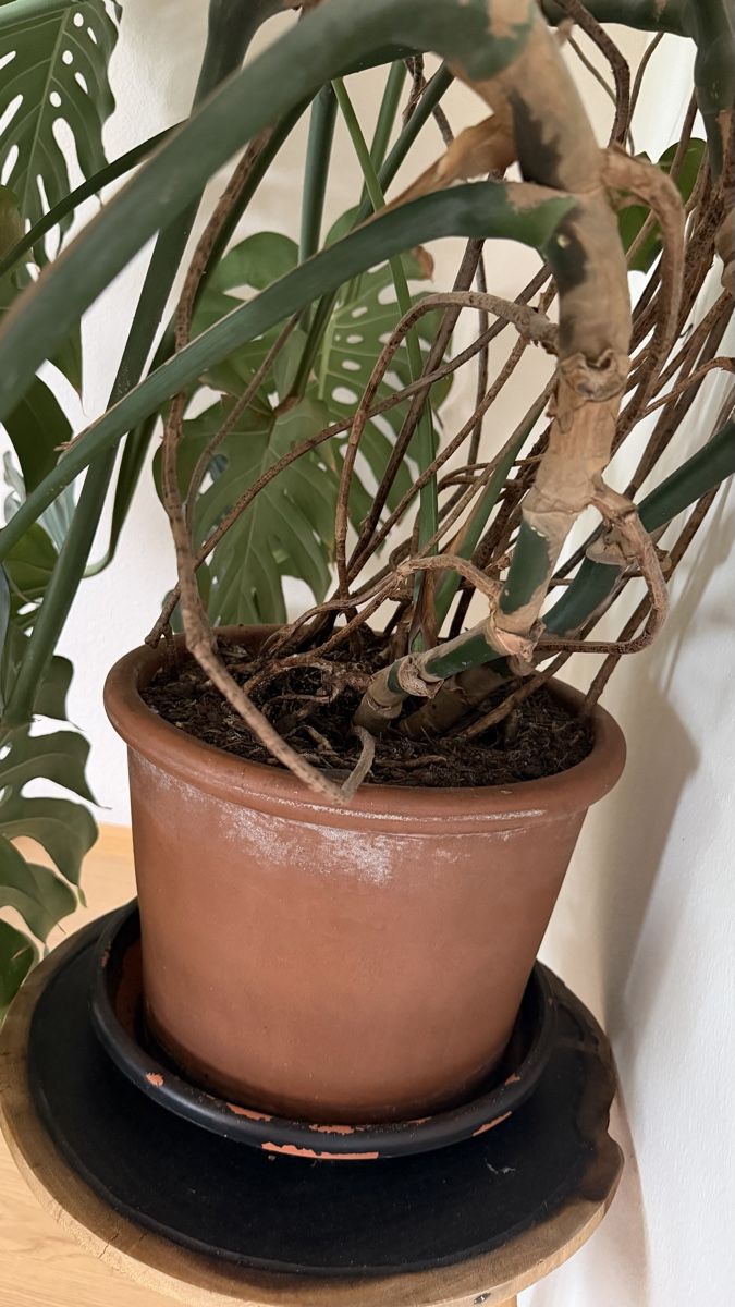 Pflanzen & Samen: Monstera sehr gross – Gebraucht aus Zürich von sariella 5