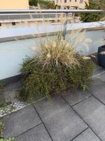 Pflanzgefäss mit Ziergras und Bodendecker gebraucht