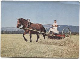 LANDWIRTSCHAFT 1950 Kanton Bern Heuernte mit Pferd