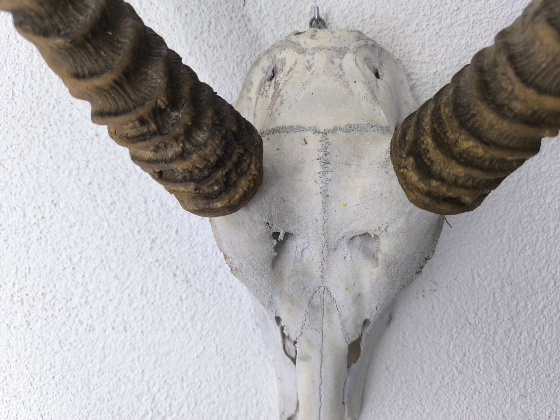 Altre raccolte & rarità: Trophäe Afrikanische Springbock - Antilope – Usato da Rüti ZH venduto da Restwert_Rueti_ZH 3