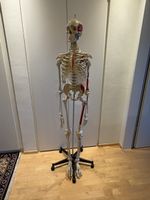 Anatomisches Skelett mit Muskelbezeichnung Lebensgross