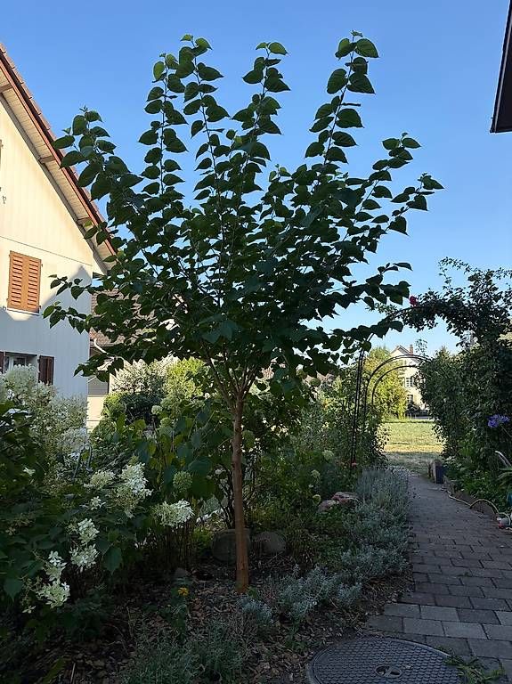 Pflanzen & Samen: Schöner Maulbeerbaum mit dunklen Früchten – Neu (gemäss Beschreibung) aus Boswil von IKCH