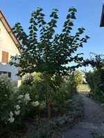 Schöner Maulbeerbaum mit dunklen Früchten