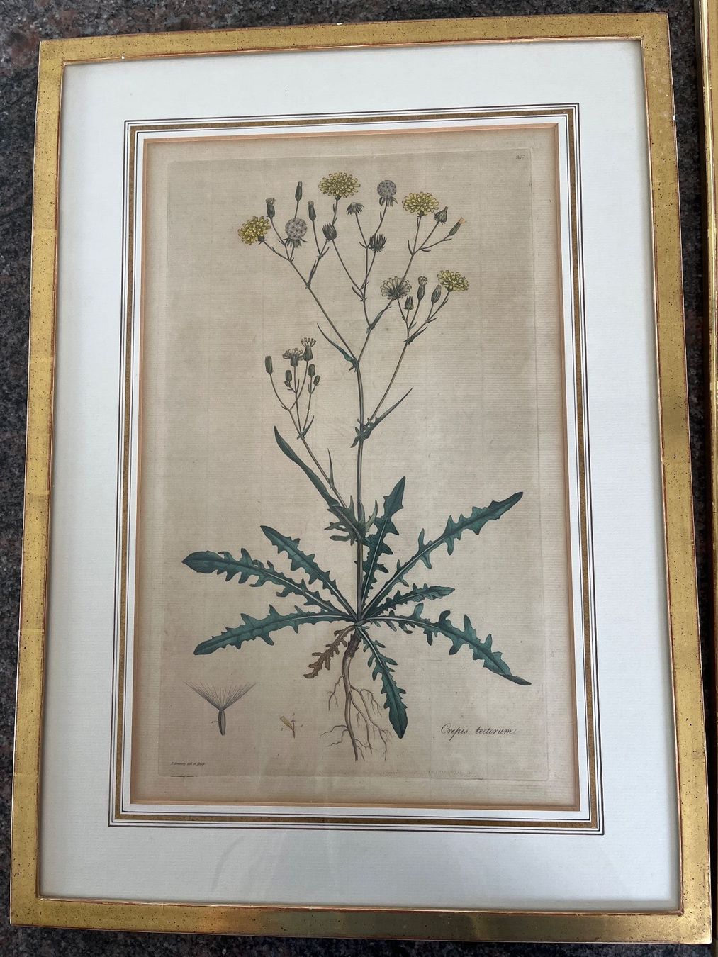 Foto & Immagini: Antike botanische Stiche, 2er Set, gerahmt – Usato da Spiegel b. Bern venduto da Burdicrew 1
