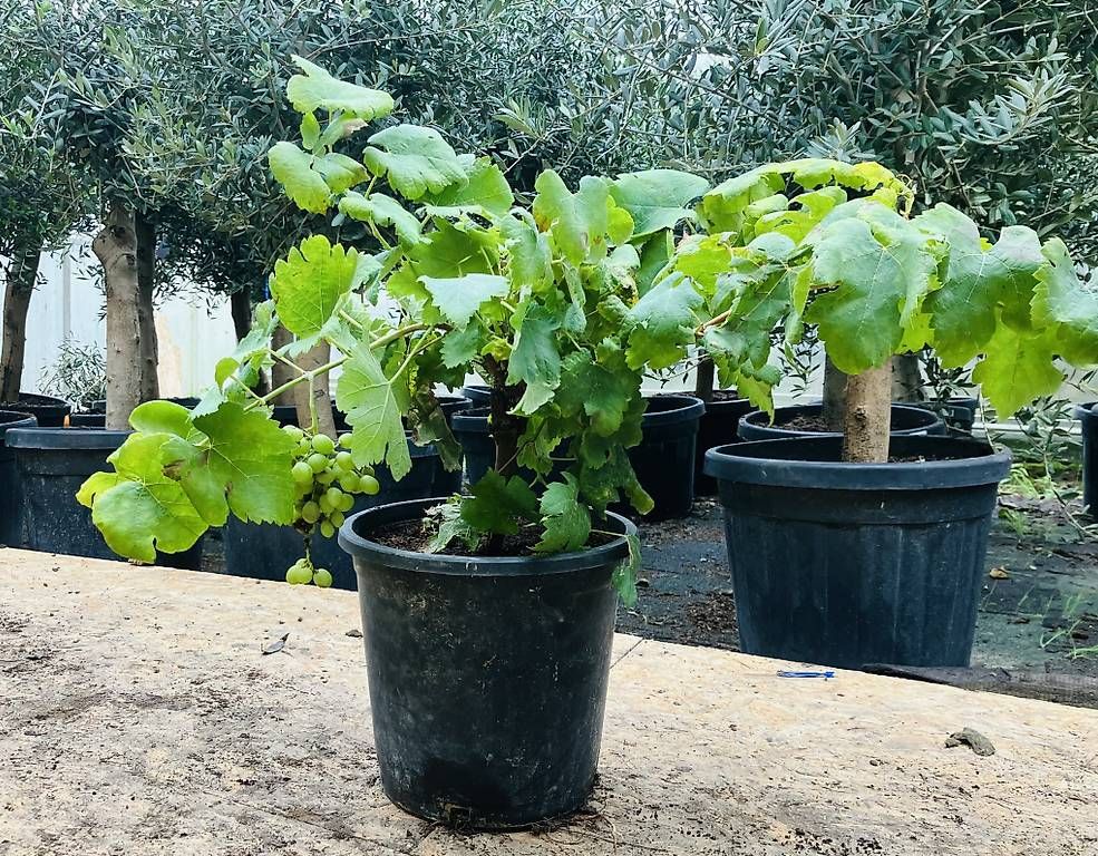 Piante & sementi: Weinreben – Nuovo e nell'imballaggio originale da Zuckenriet venduto da Thur_Plant 2