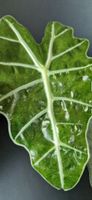 🤩Alocasia Polly Mint Variegata Rhizom 