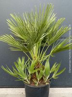 Chamaerops Humilis - fürs Haus oder Garten - robuste Palme