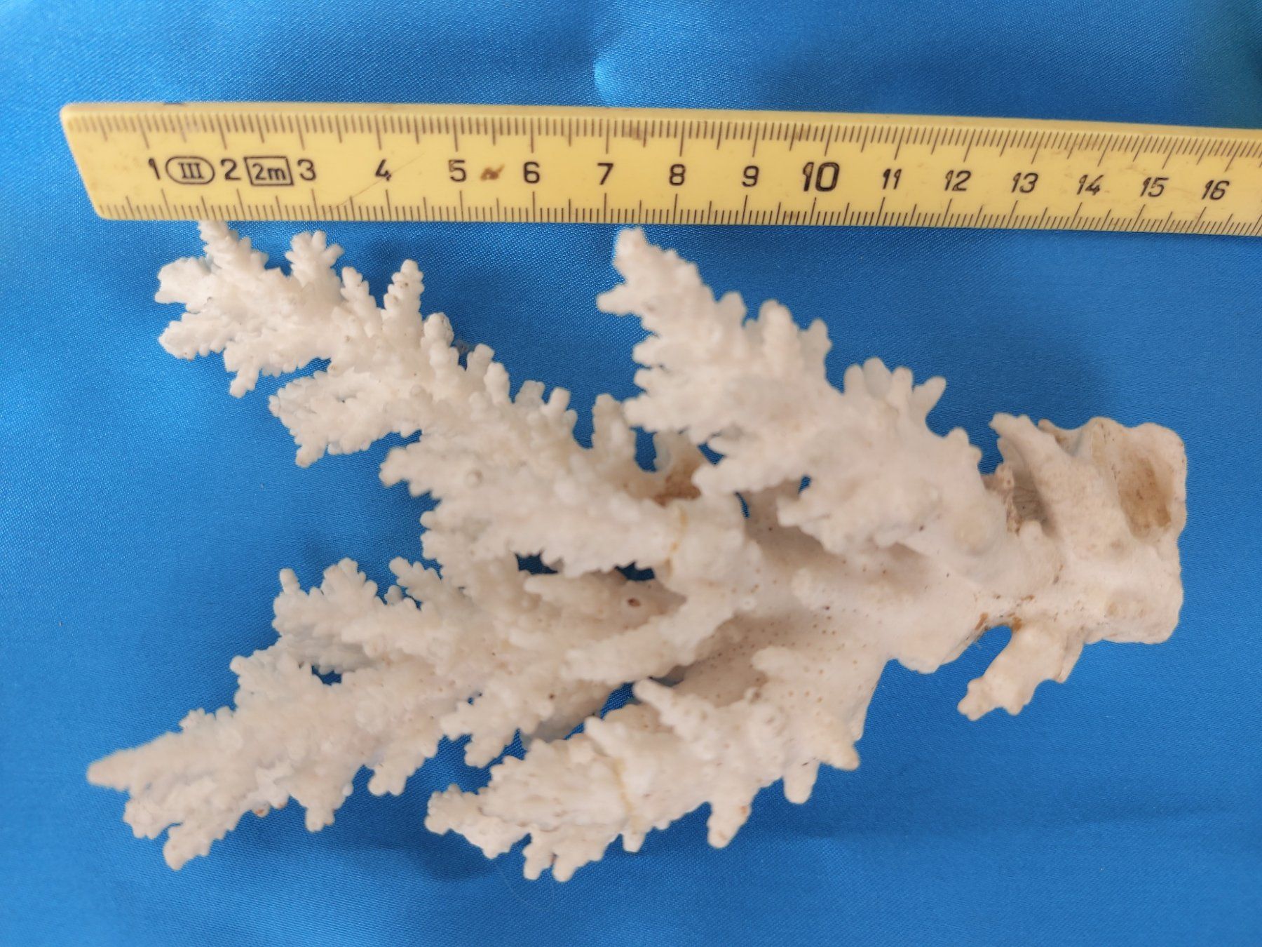 Fossili: Sternkoralle – Usato da Herrliberg venduto da Jakob8539 1