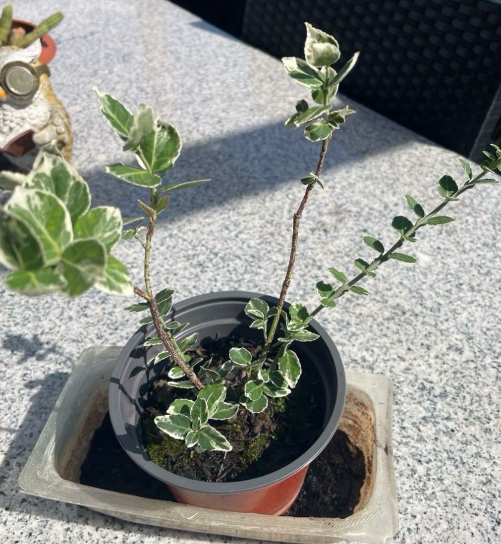 Piante & sementi: EUONYMUS FORTUNEI - Kriechspindelstrauch – Nuovo (secondo la descrizione) da Buchs AG venduto da fischli610 9