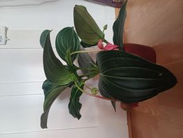 grosse, pinke Medinilla magnifica Zimmerpflanze