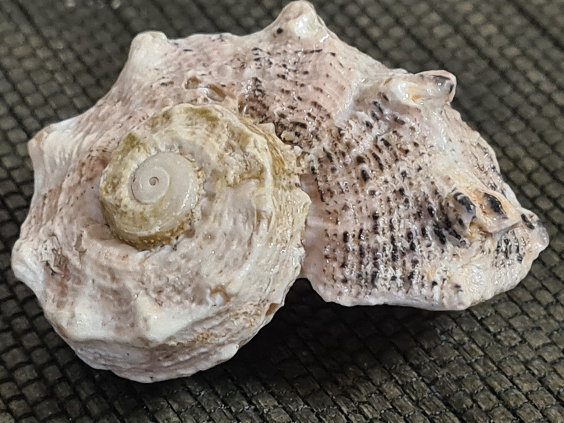 Fossilien: Schnecken- Muschel, ca L 5.5 cm – Gebraucht aus Amriswil von kleindeko