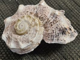Schnecken- Muschel, ca L 5.5 cm