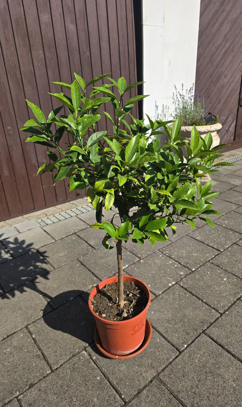Pflanzen & Samen: Kumquat mit Fruchtblüten – Gebraucht aus Aarburg von popkorn65 4