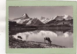 Am Bachalpsee bei Grindelwald Kühe