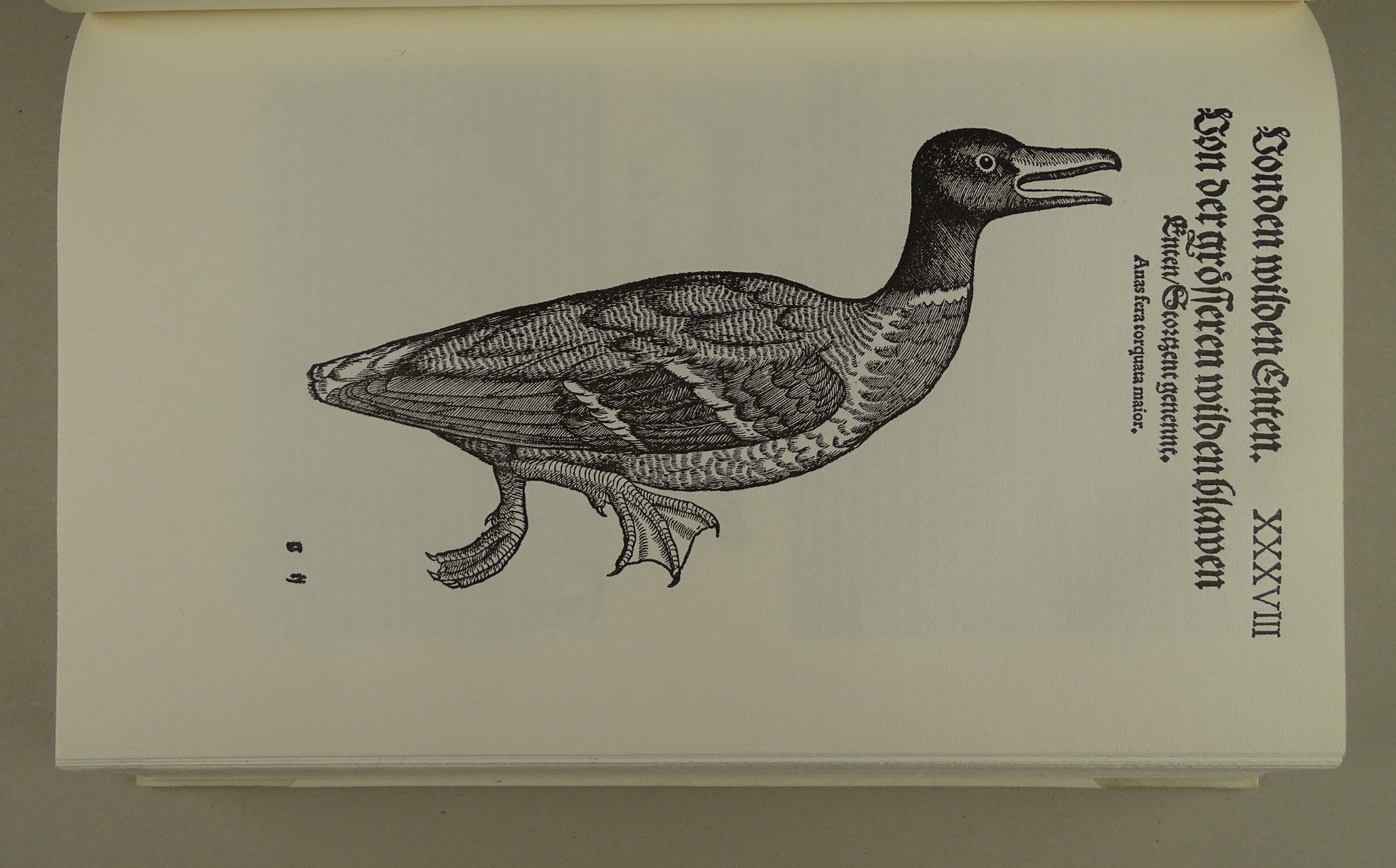Libri: CONRAD GESSNER: VOGELBUCH, FAKSIMILE – Usato da Grüningen venduto da Kartensammler 2