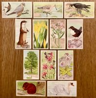 1990 - 12 Vintage A JOURNEY DOWNSTREAM Sammelbilder England