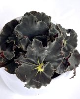Begonia*Black Velvet*