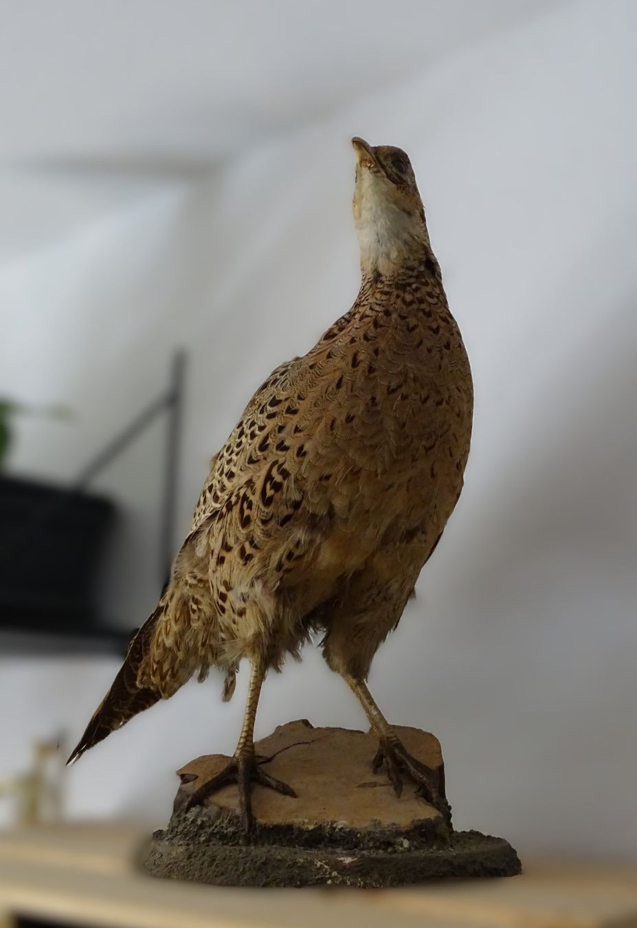 Il mondo degli animali: Fasanenhenne Präparat – Usato da Wikon venduto da rossmueller.f 1