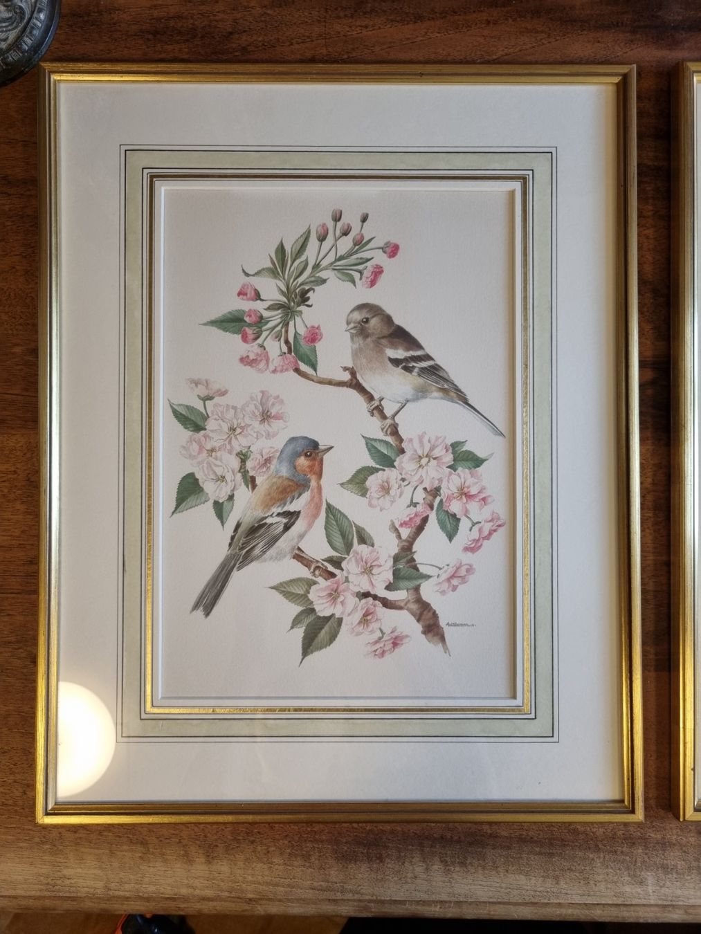 Foto & Immagini: 2 Vintage Kunstdrucke A.M. Trechslin Vögel – Usato da Scharnachtal venduto da devin03 2