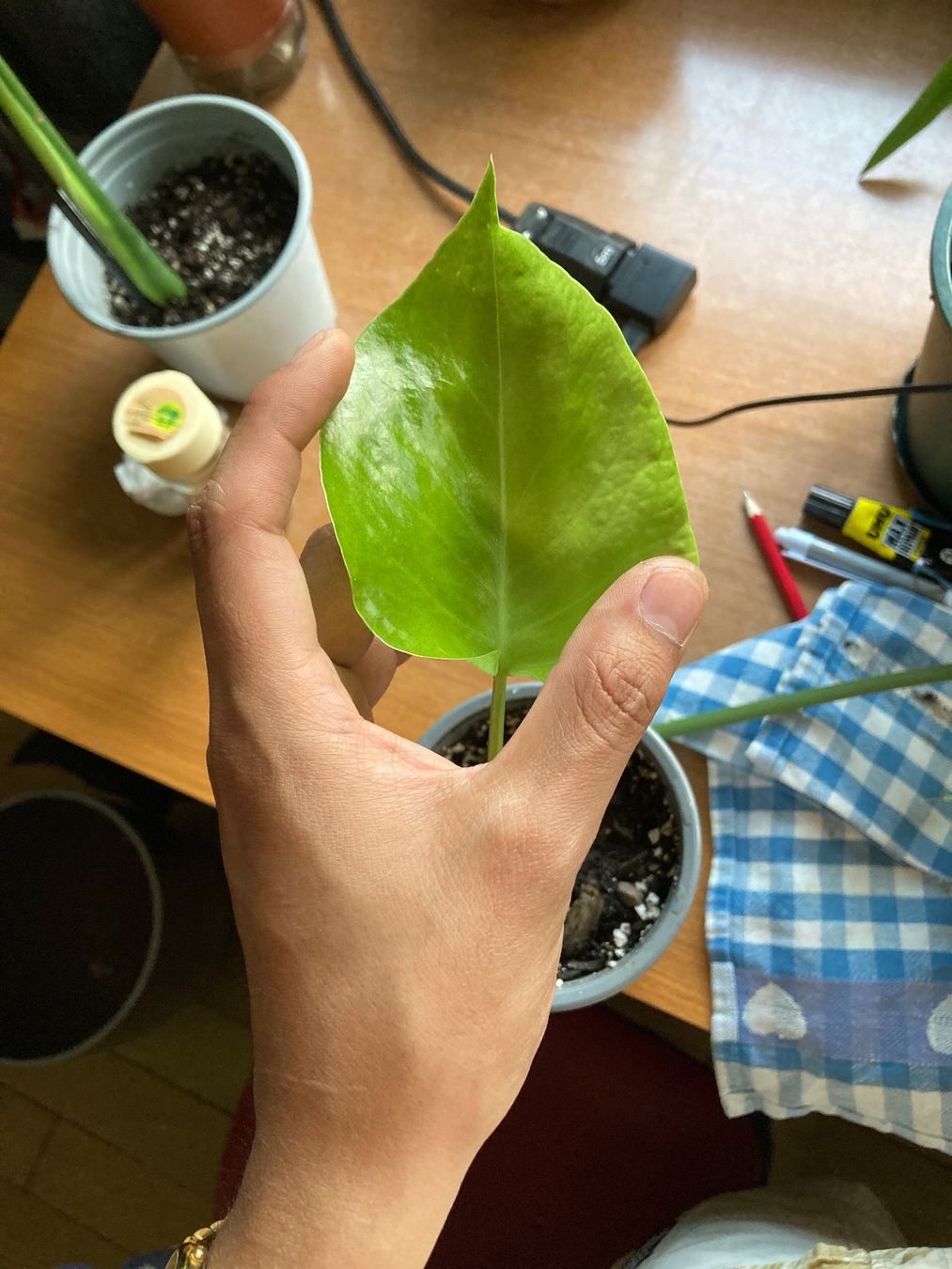 Piante & sementi: Monstera Plant Cutting  – Nuovo (secondo la descrizione) da Zürich venduto da val_7jy7 3
