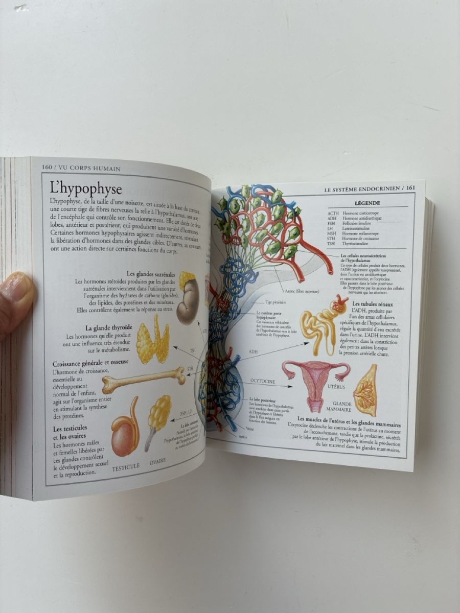 Libri: Corps Humain - Encyclopédie visuelle – Usato da Lucens venduto da metaD 3