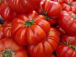 50 Samen Costoluto Fiorentino Tomate