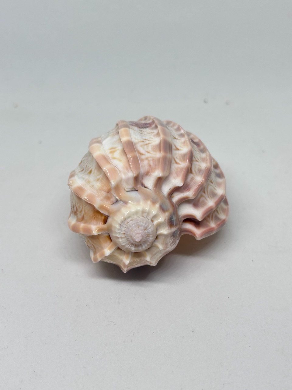 Fossili: Conchiglia Harpa Davidis 7 cm circa – Usato da Giubiasco venduto da LorisVale 1