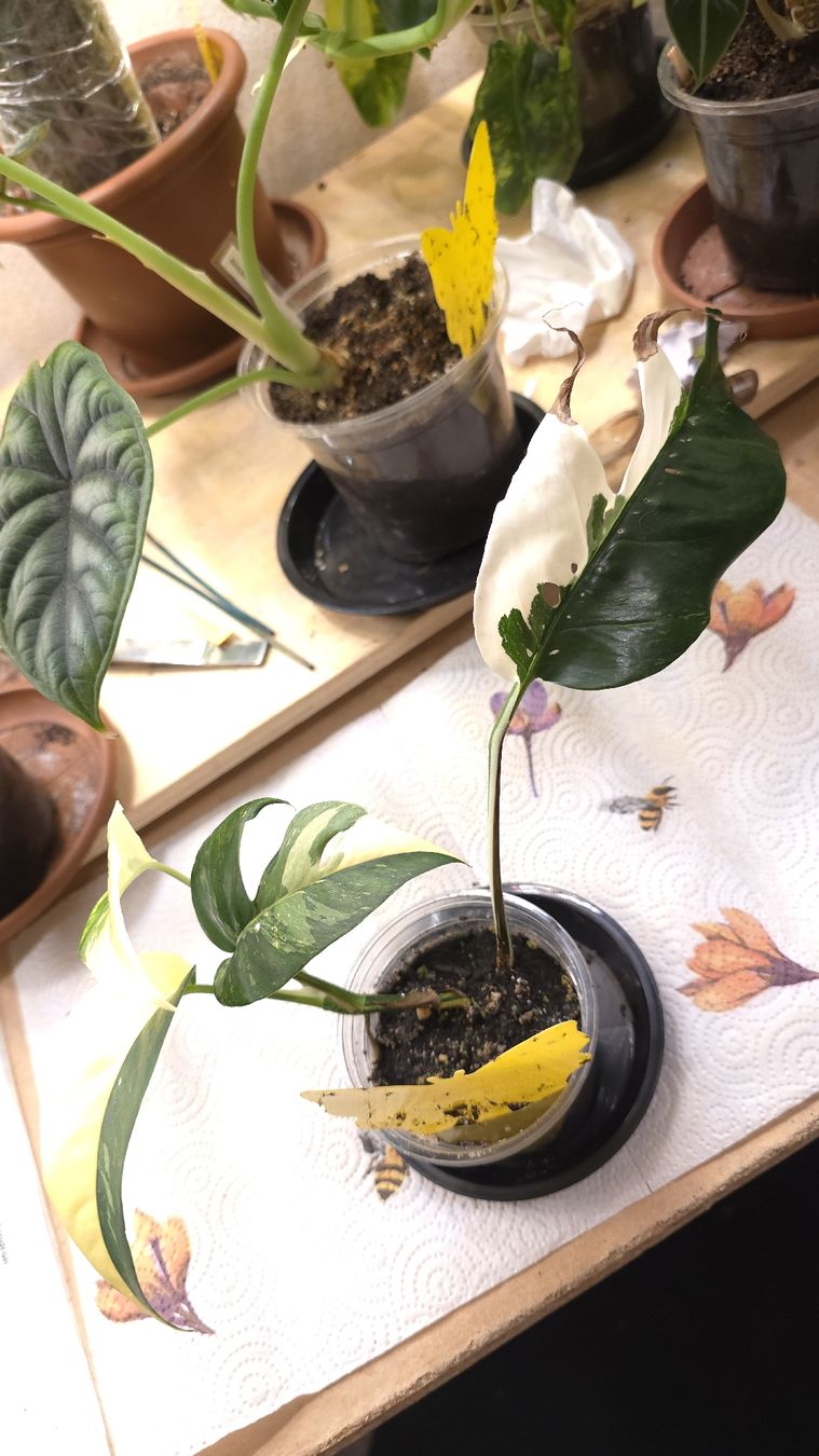 Piante & sementi: Epipremnum Pinnatum Variegata  – Nuovo (secondo la descrizione) da Neyruz FR venduto da bry_2dg9