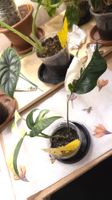 Epipremnum Pinnatum Variegata 