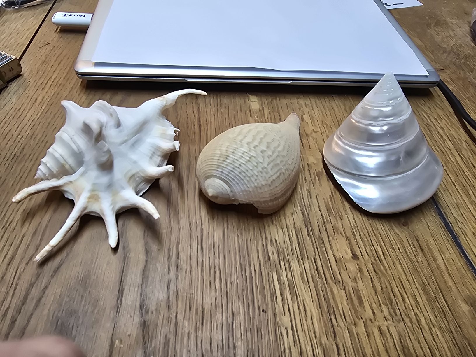 Fossili: 3 echte Muscheln (D) – Usato da Rorschach venduto da TimelessTrading