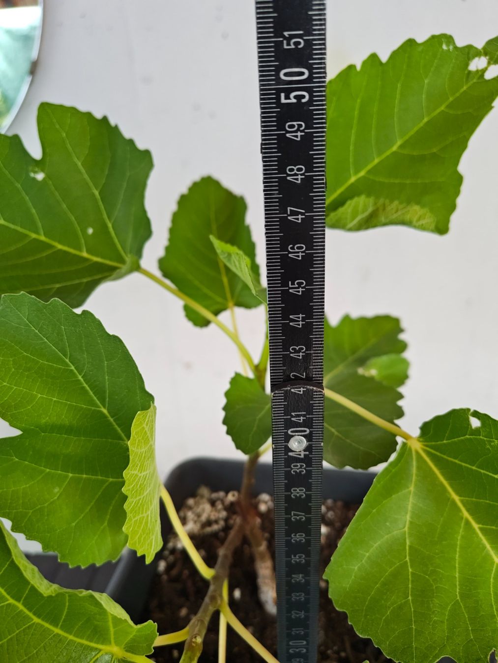 Plantes & graines: Schwarze Feigenbaum im Topf junge Pflanze – D'occasion à Uerkheim par Justi.y 3