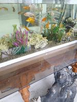 Aquarium komplett mit Allem ohne Fische