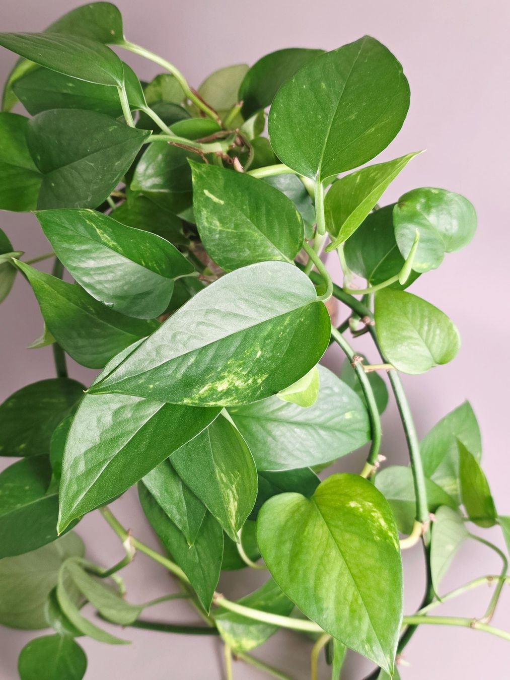 Piante & sementi: Epipremnum aureum / Efeutute Steckling – Nuovo (secondo la descrizione) da Gerolfingen venduto da Azora 1