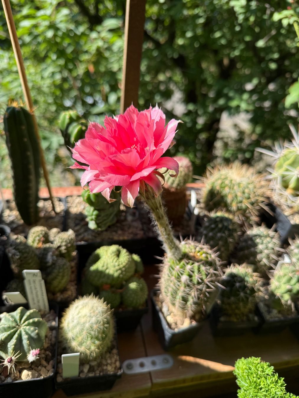 Plantes & graines: Echinopsis Schick-Hybrid – D'occasion à Rorbas par SimS0n 1