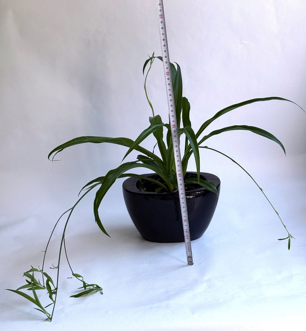 Piante & sementi: CHLOROPHYTUM*WASSERLILIE***** – Nuovo (secondo la descrizione) da Dübendorf venduto da Orchid18 3