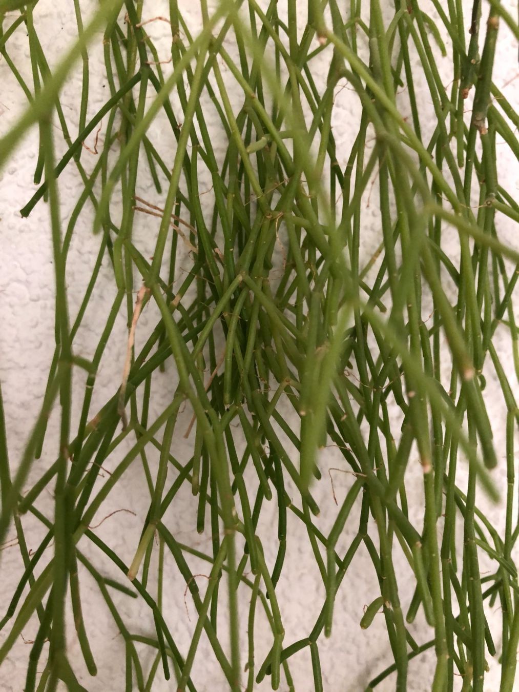 Piante & sementi: Zimmerpflanze hängend – Usato da Freienstein venduto da ErnaS01 1