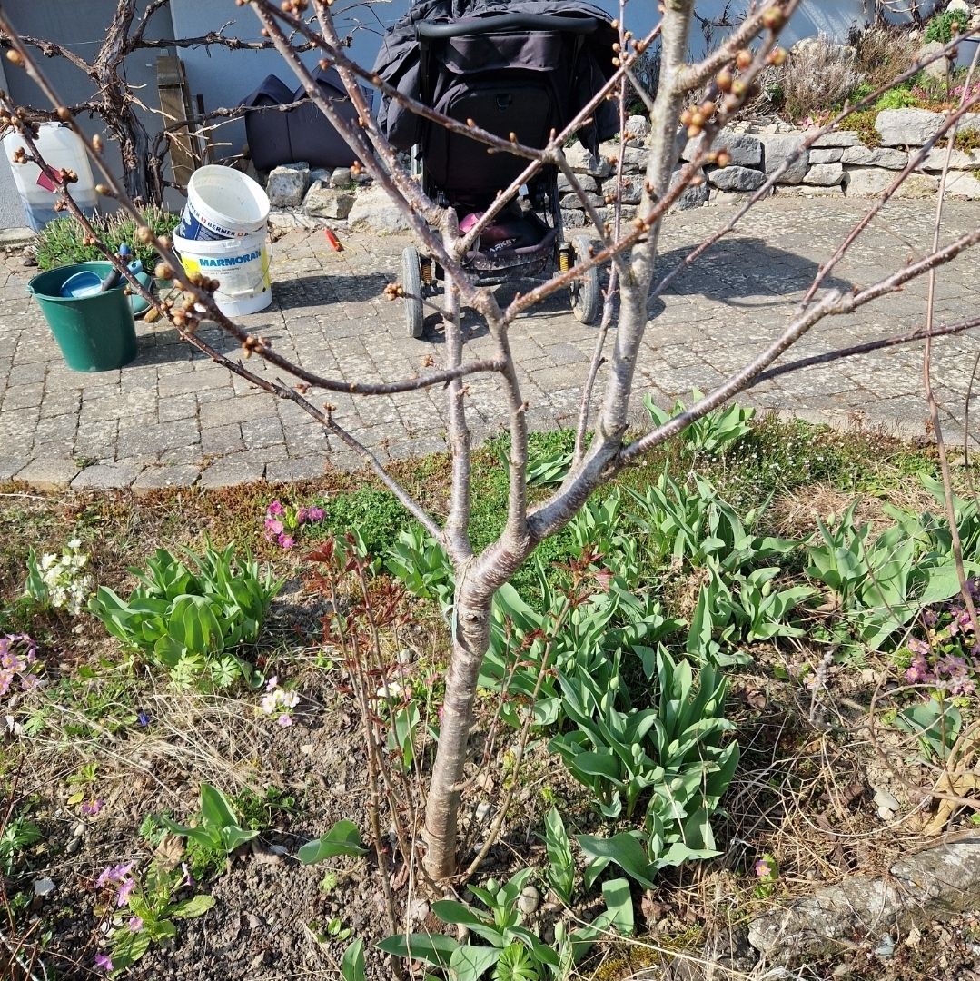 Plantes & graines: Kirschbaum (Süsskirsche) – D'occasion à Thayngen par Misanthrop01 2