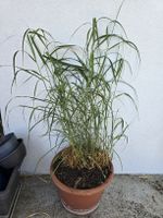 Rutenhirse / Ziergras